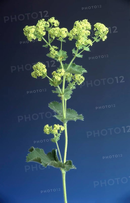 Lady's mantle, also known as common lady's mantle (Alchemilla vulgaris), The positive healing effect of lady's mantle on the gastrointestinal tract has been proven by studies, medicinal plant