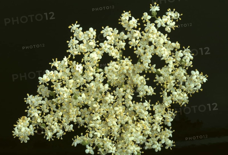 Elderflower, black elder (Sambucus) nigra, medicinal plant, is considered a proven household remedy for colds, kidney and bladder problems and for strengthening the heart and circulation