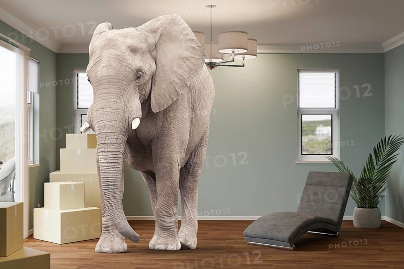 Cardboard moving boxes, chair, plant and an elephant in the room
