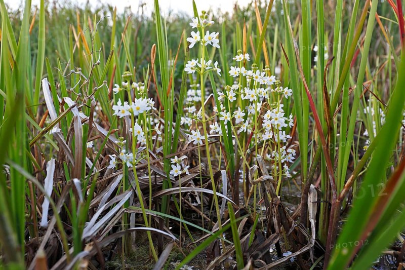 Water feather (Hottonia palustris), flowers, Peene Valley River Landscape Nature Park, Mecklenburg-Western Pomerania, Germany, Europe
