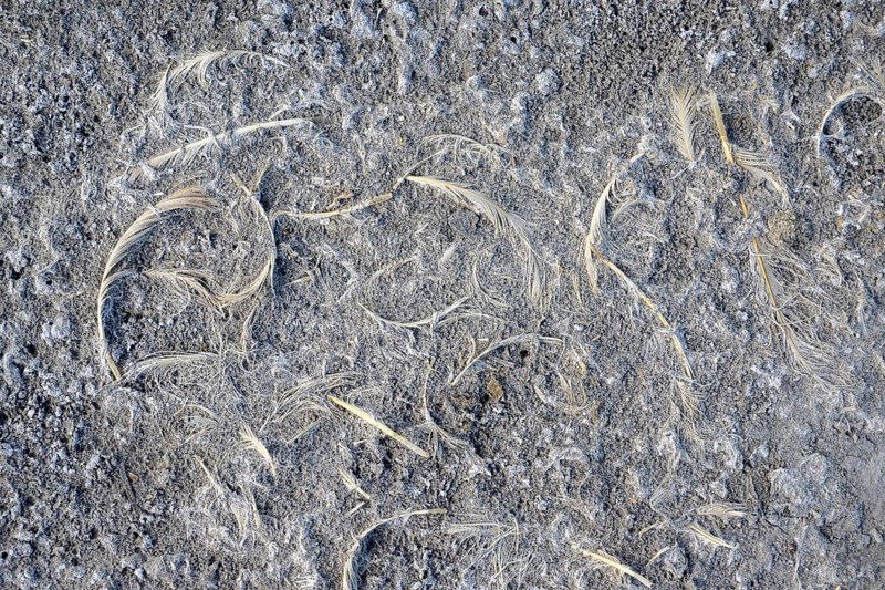 Remains of feathers, heavily dried out Darscho or Warmsee, Lake Neusiedl-Seewinkel National Park, Burgenland, Austria, Europe
