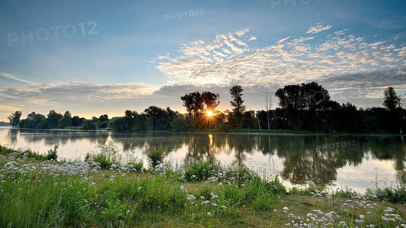 Morning glow with sunbeams on the Old Rhine with valerian (Valeriana officinalis) and deciduous trees, Xanten, Lower Rhine, North Rhine-Westphalia, Germany, Europe