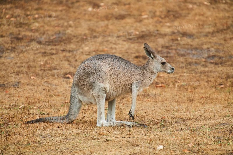 Eastern grey kangaroo (Macropus giganteus) standing on a tried up meadow, raining, Bavaria, Germany, Europe