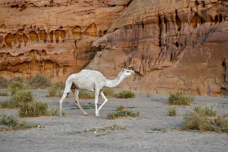 White dromedary in the Ashar Valley, near AlUla, Medina Province, Saudi Arabia, Arabian Peninsula, Asia