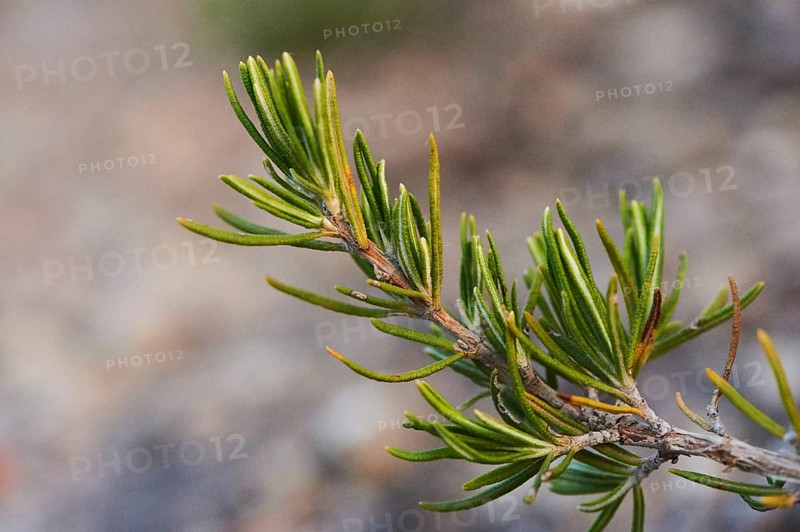 Rosemary (Salvia rosmarinus), growing at Mount "La Talaia del Montmell" at evening, Catalonia, Spain, Europe
