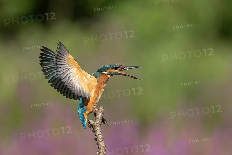 Young female kingfisher in a threatening posture. Austria, Upper Austria