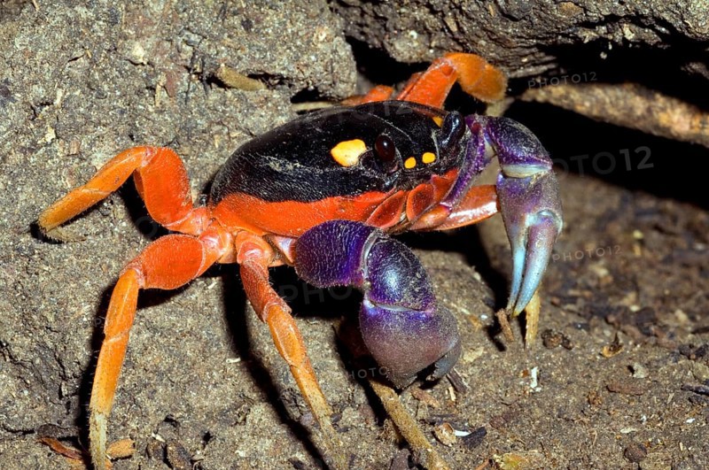 Halloween crab, Halloweenkrabbe, Land crab, Other animals, Crabs, Crustaceans, Animals, Red land crab, Harlequin land crab, Halloween moon crab (Gecarcinus quadratus) in front of burrow, Costa Rica, Manuel Antonio NP, Central America