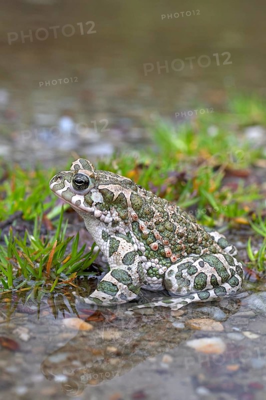 European european green toad (Bufo viridis) (Pseudepidalea virdis), Austria, Europe