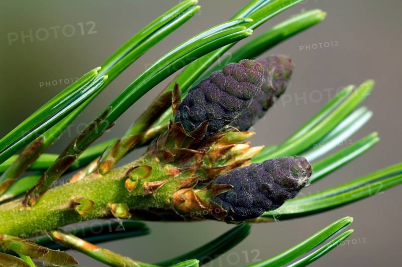Japanese white pine (Pinus parviflora), Japanese five-needle pine (Pinus pentaphylla) close up of needles and female flowers, native to Japan