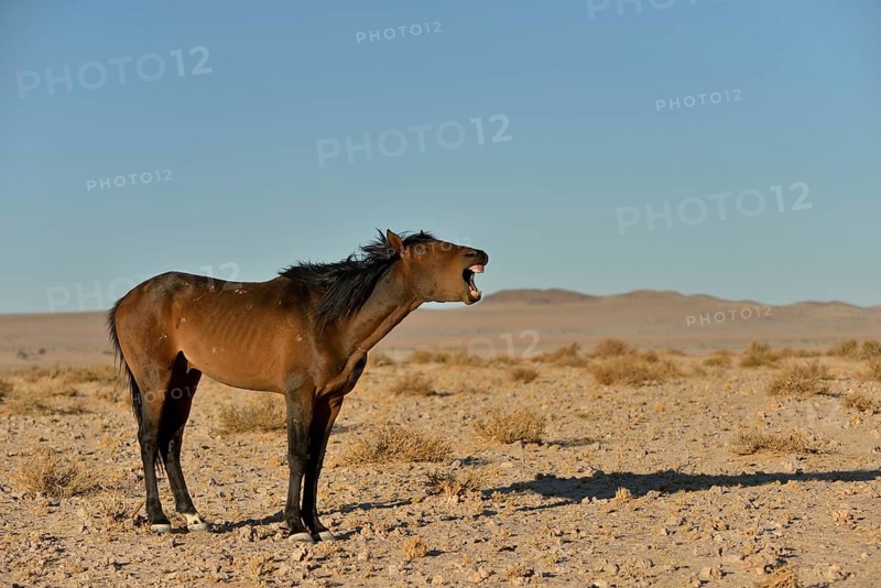 neighing desert horse, Namibian wild horse or Namib Desert horse (Equus ferus) near waterhole Garub, near Aus, Karas Region, Namibia, Africa