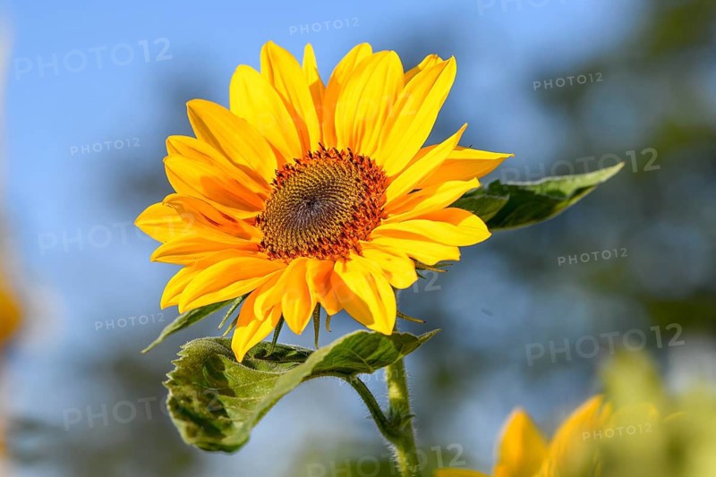 Sunflower, blossom, in a field near Bühl, district of Rastatt, Black Forest, Baden-Württemberg, Germany, Europe