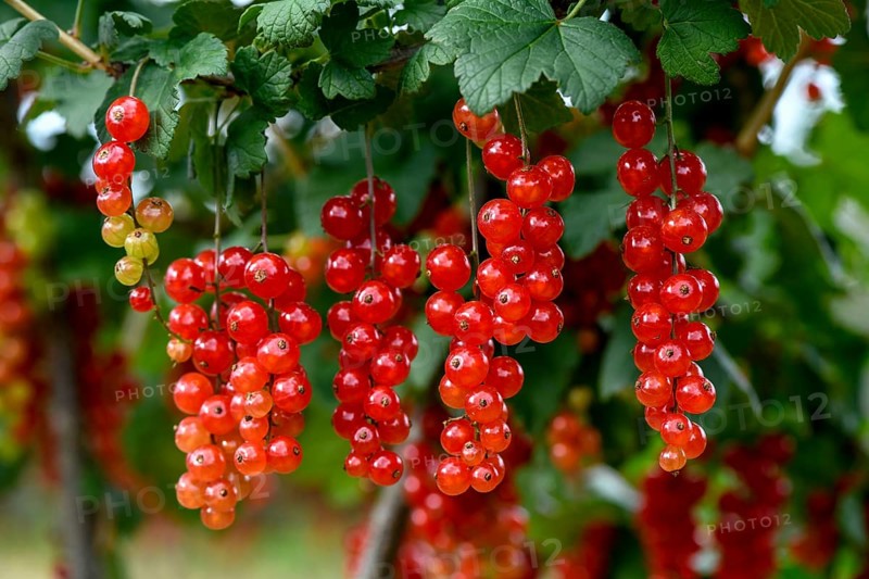 Currants on a bush, near Mösbach, Black Forest, Ortenau district, Baden-Württemberg, Germany, Europe