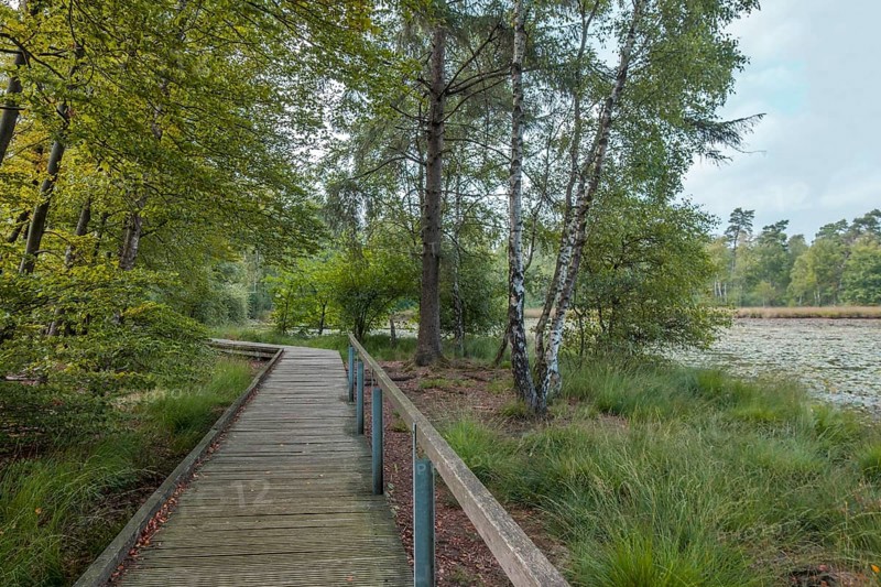 Schwattet Gatt nature conservation and FFH area, remnant of raised bog, boardwalk, still water covered with the White Water Lily, Vreden, Münsterland, North Rhine-Westphalia, Germany, Europe