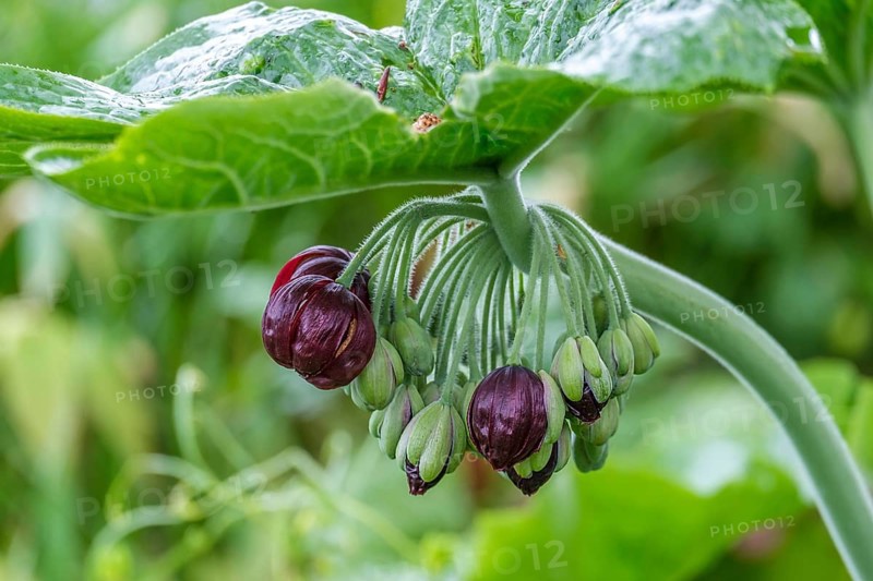 Dysosma mayapple (Podophyllum), Chinese May apple, Netherlands