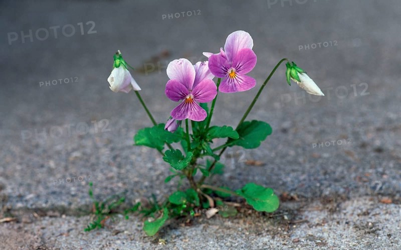 Common pansy (Viola tricolor), Pansy