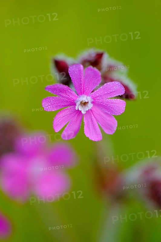 Red campion, Dingdener Heide nature reserve, North Rhine-Westphalia, Germany, Europe