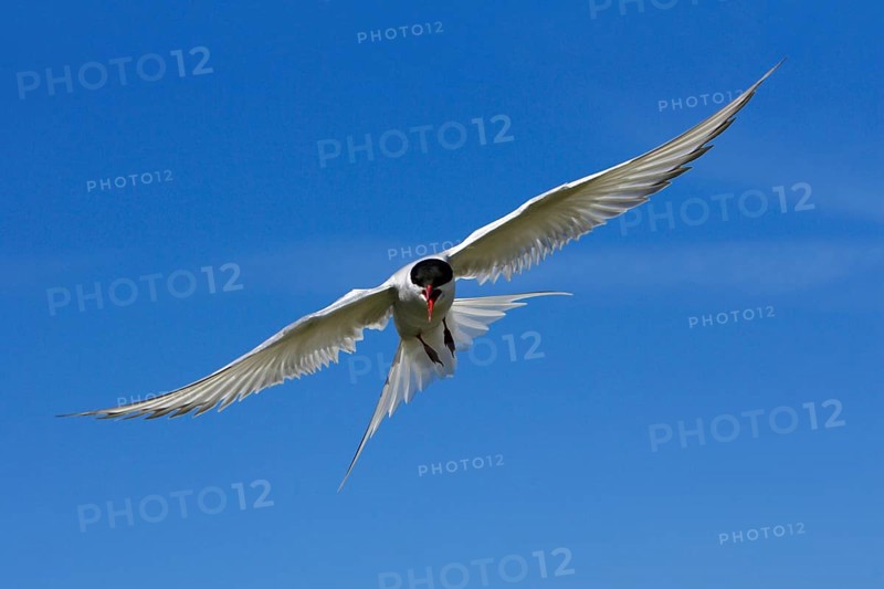 Arctic Tern (Sterna paradisaea), Farne Islands, Great Britain