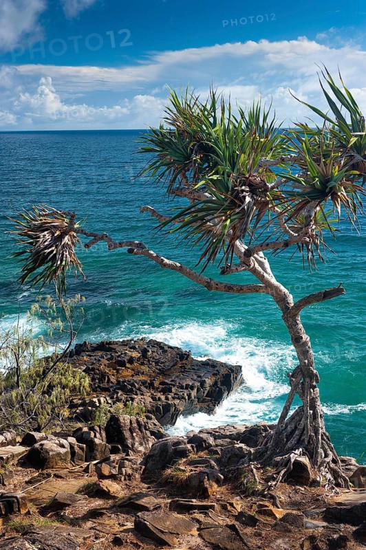 Coastal walk in Noosa heads with mangrove tree, holiday, travel, coast, ocean, sea, east coast, Queensland, Australian