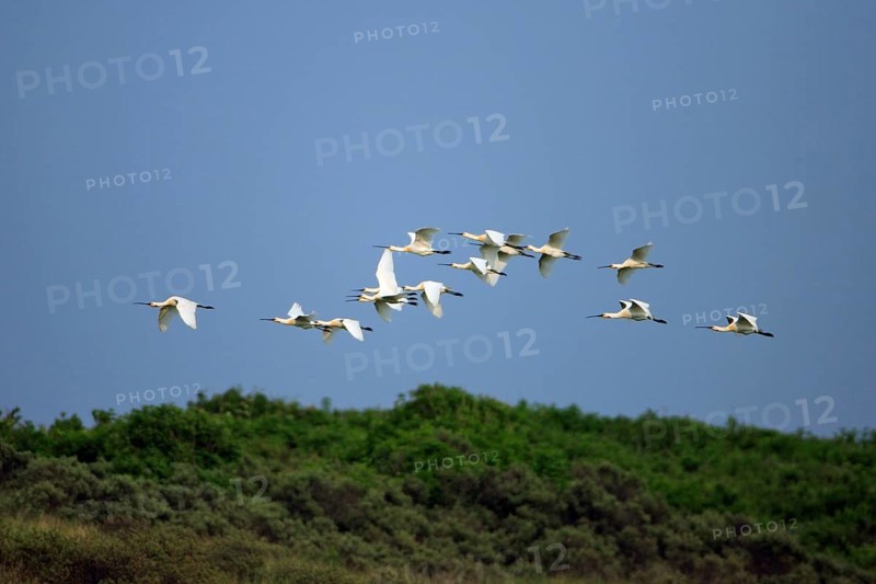 Spoonbill, Eurasian spoonbill (Platalea leucorodia), Netherlands