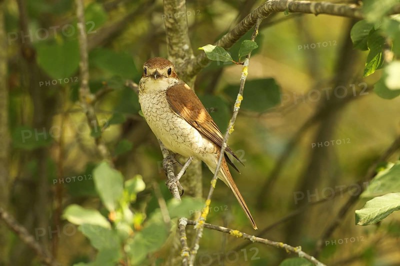 Red-backed Shrike (Lanius collurio) Female sitting in bushes, Allgäu, Bavaria, Germany, Europe