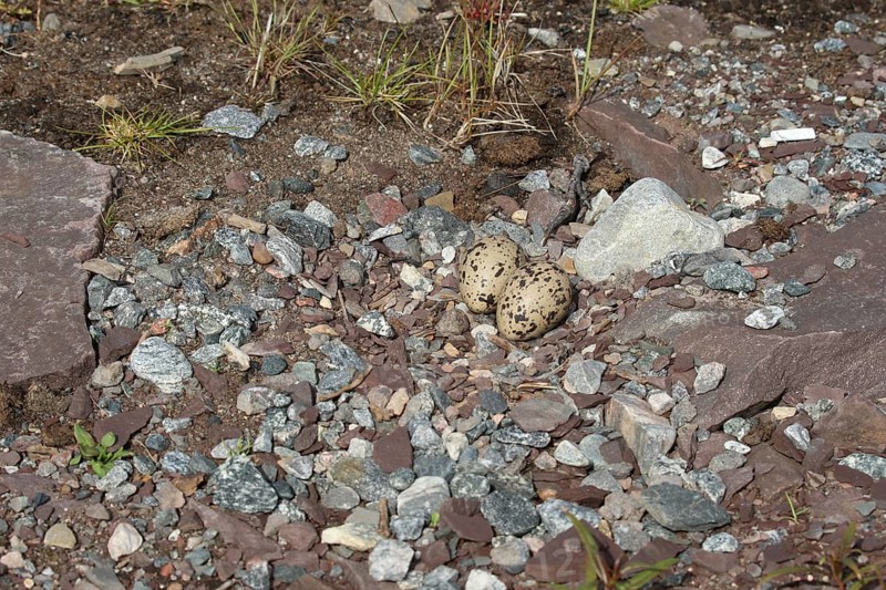 Eurasian oystercatcher (Haematopus ostralegus) Clutch between stones on the lakeshore, Northern Norway, Scandinavia