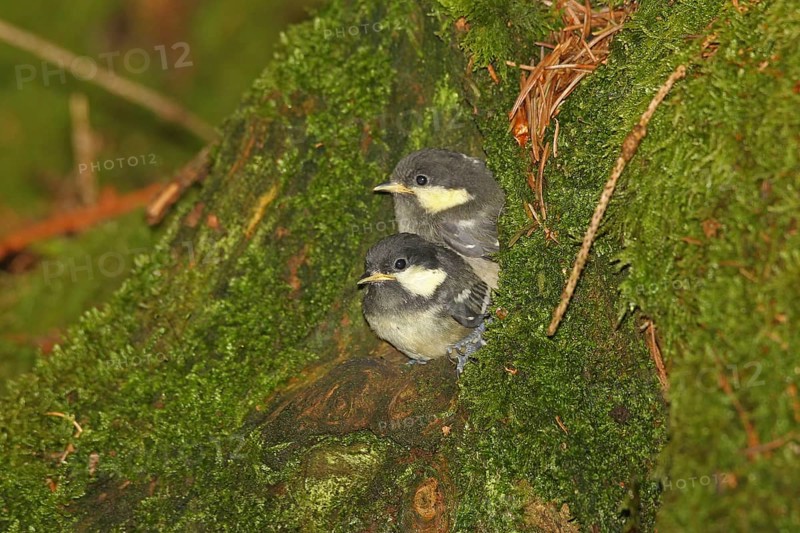 Coal Tit (Periparus ater) Young birds a few minutes in front of fledging from the breeding cavity in a hollow tree stump, Allgäu, Bavaria, Germany, Europe