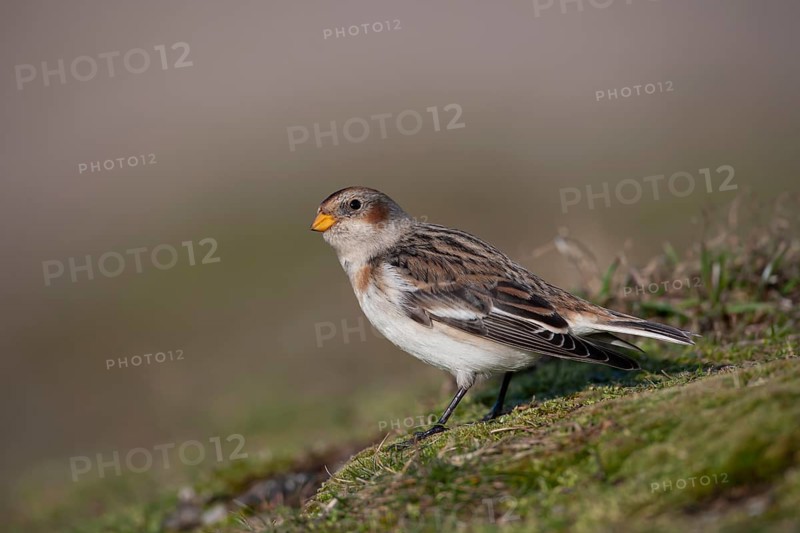 Snow bunting (Plectrophenax nivalis) adult bird on a sand dune, Norfolk, England, United Kingdom, Europe