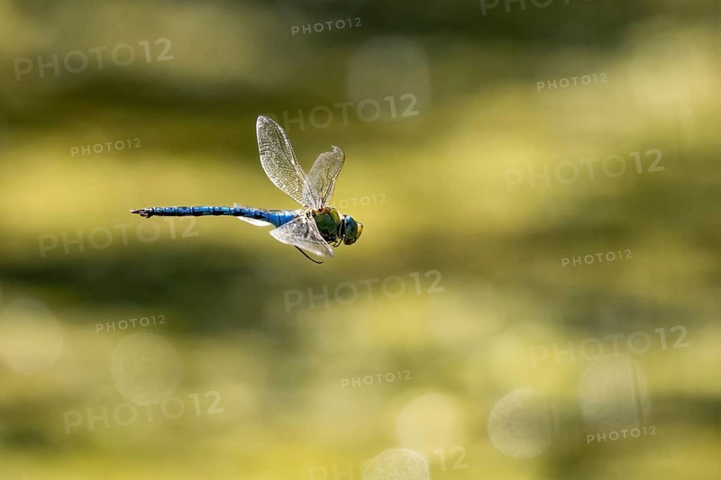 Emperor dragonfly (Anax imperator) in flight, Hesse, Germany, Europe