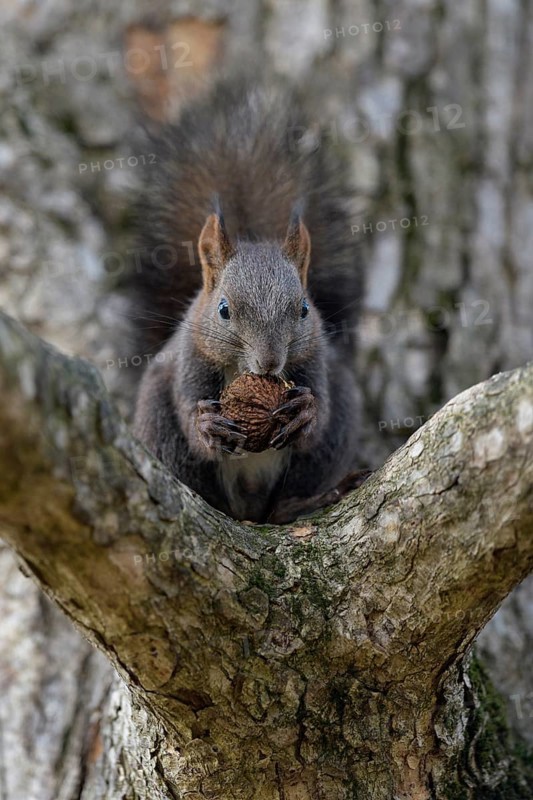 Eurasian red squirrel (Sciurus vulgaris), black morph sitting on branch and gnawing on a nut, Rosensteinpark, Stuttgart, Baden-Württemberg, Germany, Europe