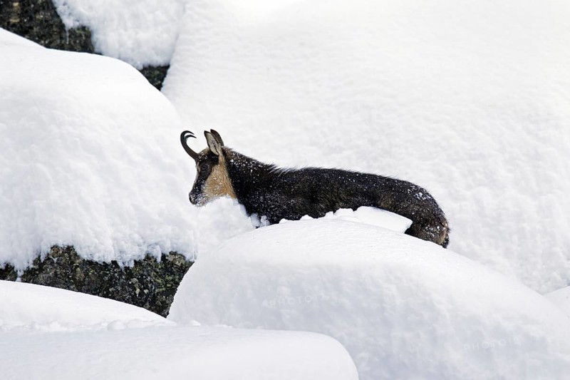 Chamois (Rupicapra rupicapra) foraging in deep powder snow in winter, Gran Paradiso National Park, Italian Alps, Italy, Europe