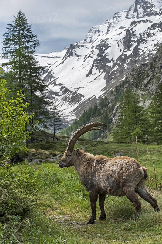 Male Alpine ibex (Capra ibex) foraging in the Valsavarenche valley in the Graian Alps in spring, Gran Paradiso National Park, Italy, Europe