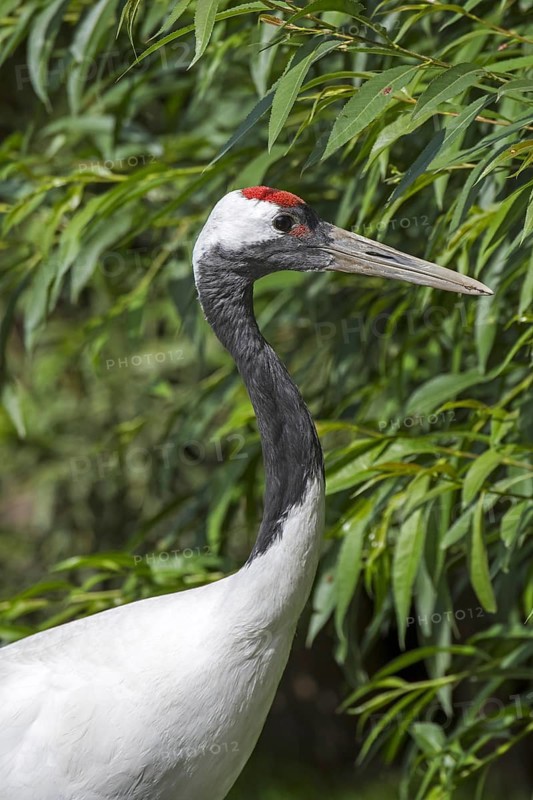 Red-crowned crane (Grus japonensis), Japanese crane, Manchurian crane native to Siberia and northeastern China