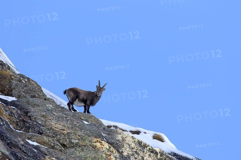 Alpine ibex (Capra ibex) female foraging on mountain slope in winter in the Gran Paradiso National Park, Italian Alps, Italy, Europe