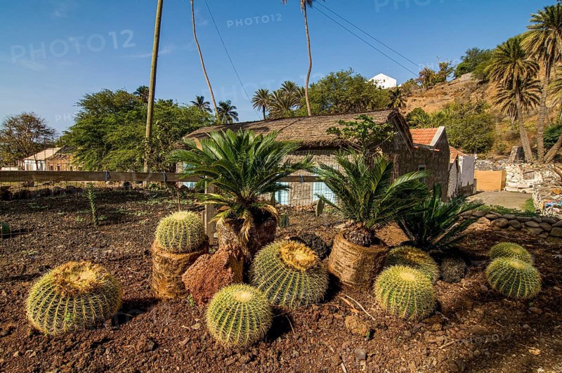 Cactusses. Ciudad Velha. Cidade Velha. Santiago. Cabo Verde. Africa