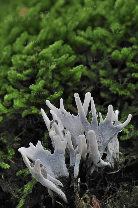 Candlestick fungus (Xylaria hypoxylon), candlesnuff fungus, candle snuff fungi, carbon antlers, stag's horn fungus growing on tree trunk in autumn forest