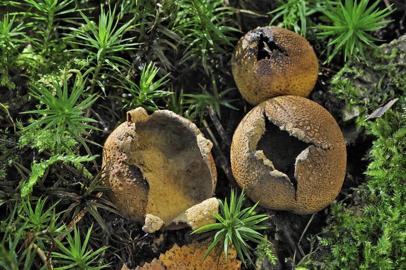 Common earthball fungus, Pigskin poison puffball (Scleroderma citrinum) (Scleroderma aurantium) on the forest floor breaking up to release spores in autumn