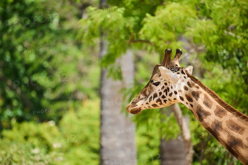 Reticulated giraffe (Giraffa camelopardalis reticulata), portrait, captive, distribution africa