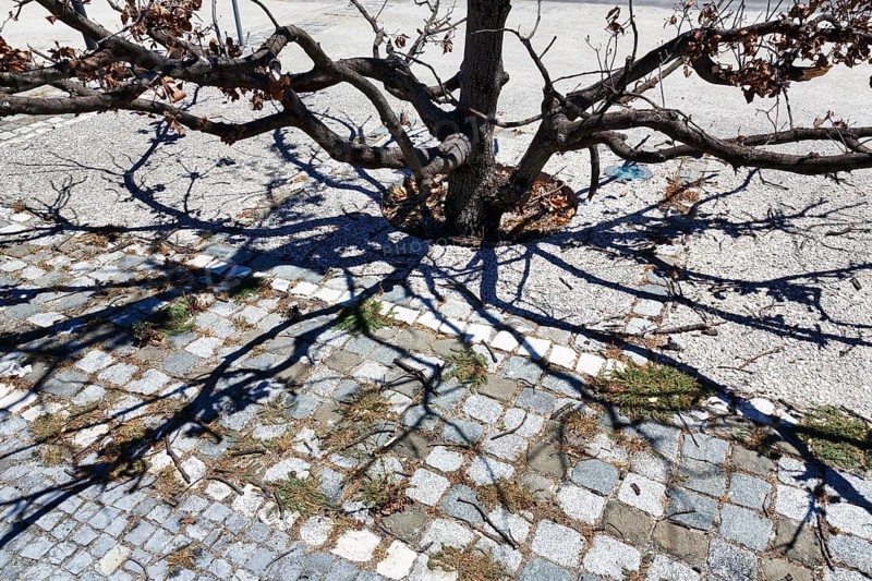 Branches of a withered tree, symbolic image, drought, inner city microclimate, sealed surfaces, gravel surface, climate change, drought, Lisbon, Portugal, Europe