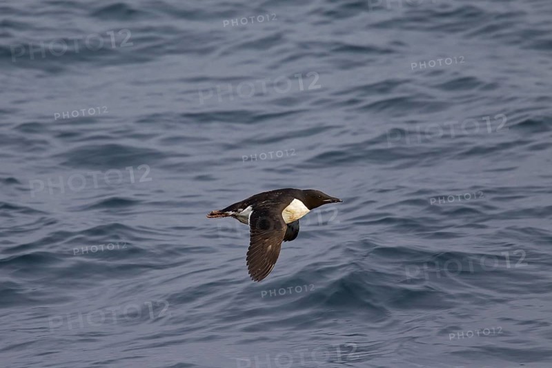 Thick-billed murre (Uria lomvia), Brünnich's guillemot in flight above sea water, native to the sub-polar regions of the Northern Hemisphere