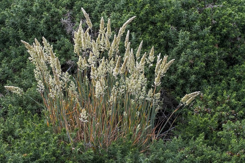 European marram grass (Ammophila arenaria), European beachgrass growing among common gorse (Ulex europaeus) along the Normandy coast, France, Europe