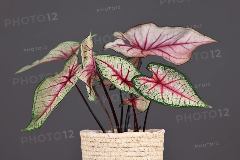 Beautiful exotic 'Caladium White Queen' plant with white leaves and pink veins in pot in front of gray background