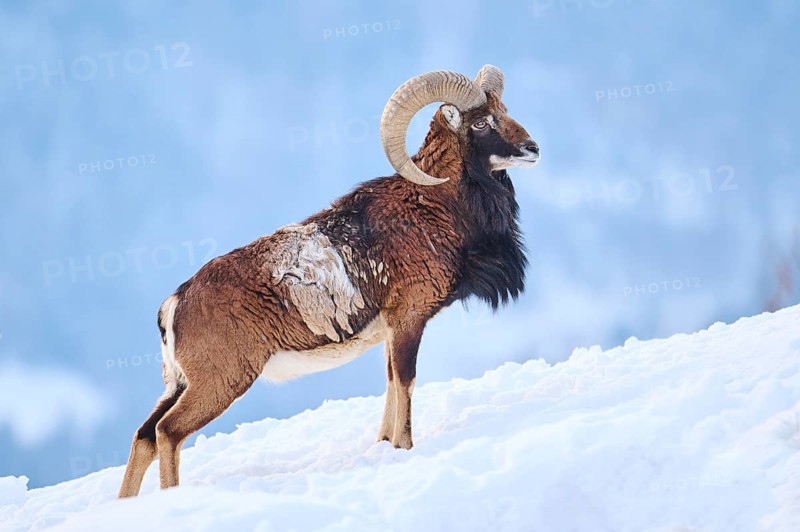 European mouflon (Ovis aries musimon) ram on a snowy meadow in the mountains in tirol, Kitzbühel, Wildpark Aurach, Austria, Europe