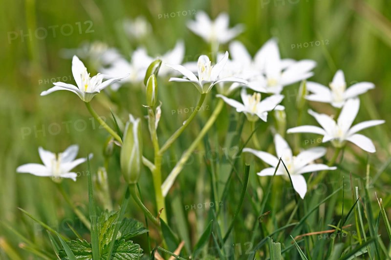 Umbelliferous Milk Star, Star of Bethlehem (Ornithogalum umbellatum), flower, neophyte, poisonous plant, Peenetal River Landscape Nature Park, Mecklenburg-Western Pomerania, Germany, Europe