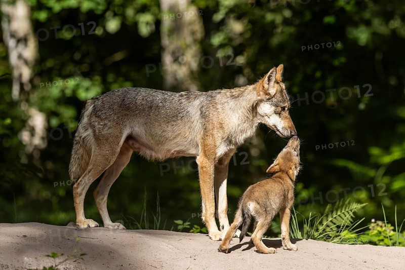 European gray wolf (Canis lupus) alpha wolf with pup, Germany, Europe