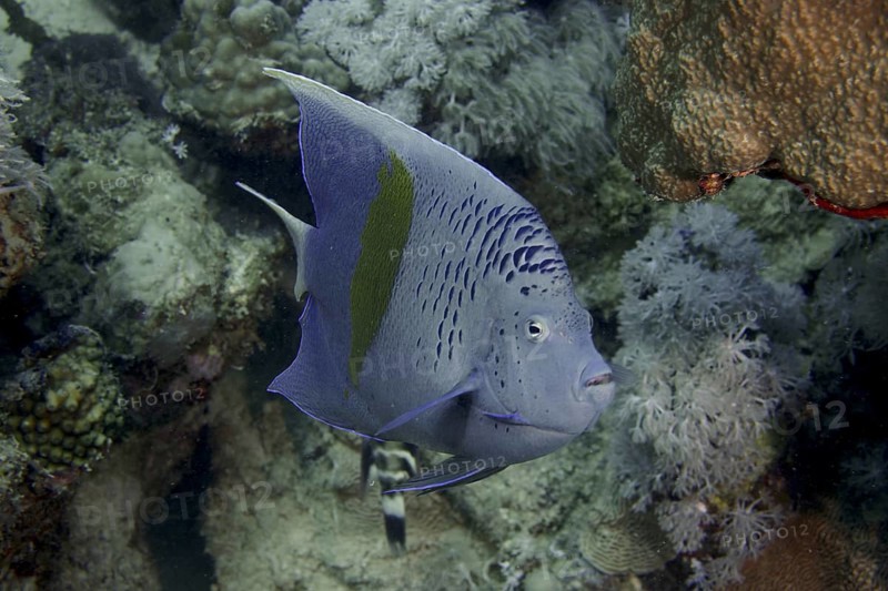 Halfmoon angelfish (Pomacanthus maculosus), House reef dive site, Mangrove Bay, El Quesir, Red Sea, Egypt, Africa