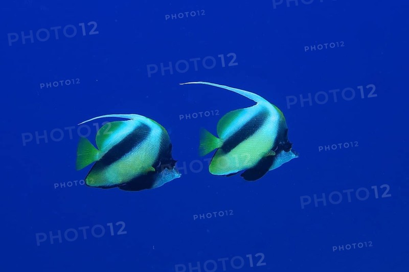 Pair of Red Sea bannerfish (Heniochus intermedius) in front of a monochrome blue background, detachable. Dive site Ras Mohammed National Park, Sinai, Egypt, Red Sea, Africa