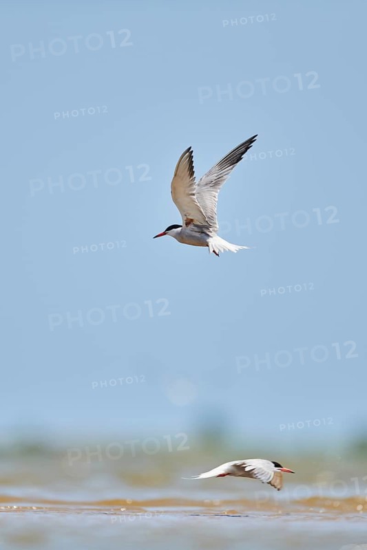 Elegant tern (Thalasseus elegans) flying in the sky above the sea, hunting, ebro delta, Catalonia, Spain, Europe
