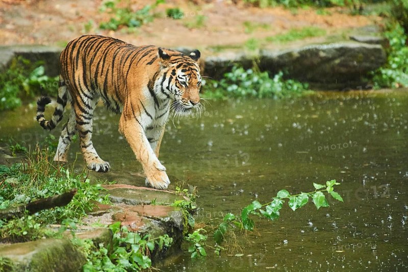 Siberian tiger (Panthera tigris altaica) waking on the waters edge, rainy, cat, captive, Germany, Europe