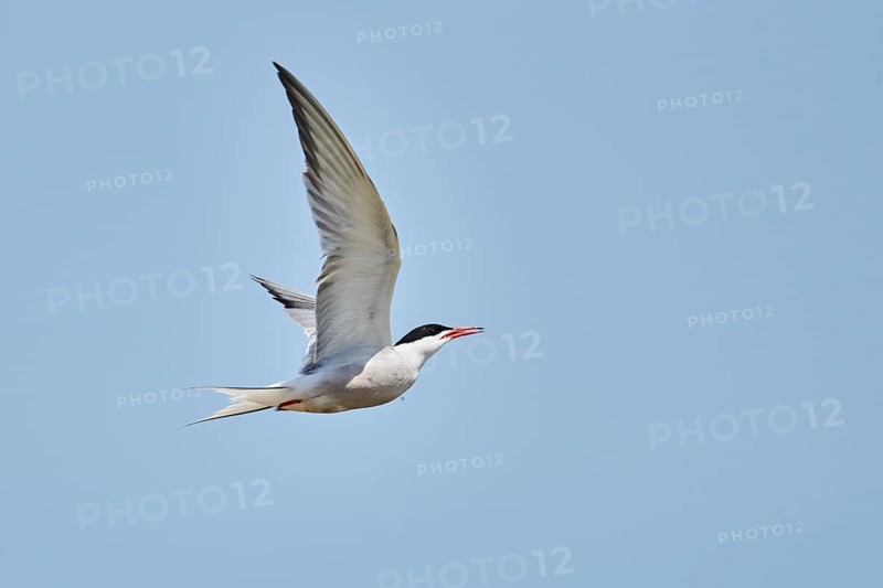 Elegant tern (Thalasseus elegans) flying in the sky above the sea, hunting, ebro delta, Catalonia, Spain, Europe