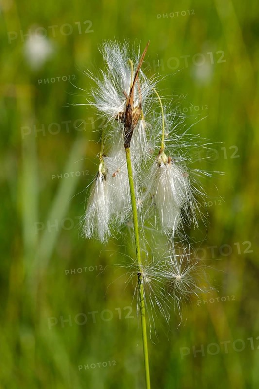 Cottongrass (Eriophorum), close-up, Radolfzell, Lake Constance, Baden-Württemberg, Germany, Europe